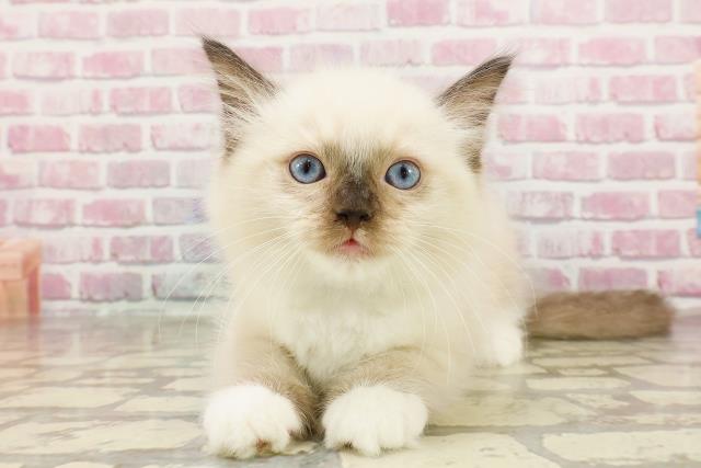 青森県のラグドール (Coo&RIKU八戸店/2025年3月22日生まれ/男の子/シールポイントミテッド)の子猫