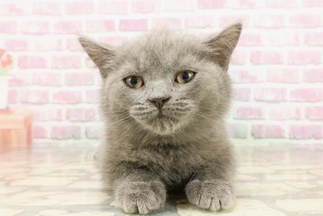 青森県のマンチカン (Coo&RIKU弘前店/2025年2月27日生まれ/女の子/ブルー)の子猫