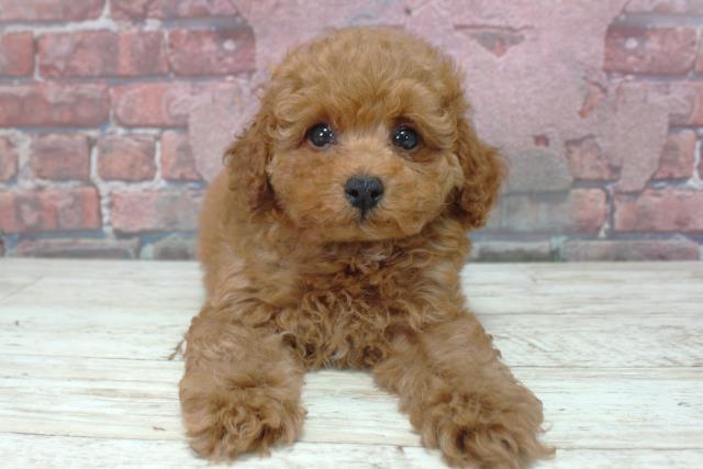 北海道のトイプードル(トイ) (Coo&RIKU札幌東店/2025年3月18日生まれ/男の子/レッド)の子犬