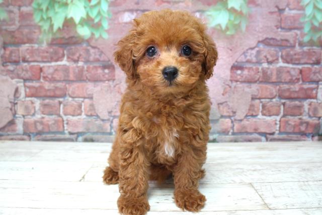 北海道のトイプードル(トイ) (Coo&RIKU札幌東店/2025年3月18日生まれ/女の子/レッド)の子犬