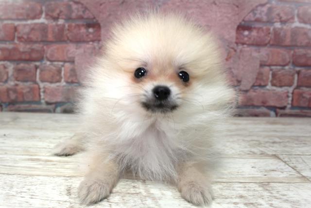 北海道のポメラニアン (Coo&RIKU苫小牧店/2025年3月18日生まれ/男の子/ウルフセーブル)の子犬