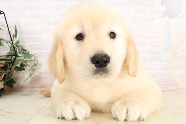岡山県のゴールデンレトリバー (Coo&RIKU岡山店/2025年3月22日生まれ/女の子/ゴールデン)の子犬