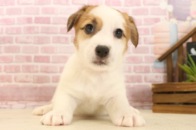 岡山県のジャックラッセルテリア (Coo&RIKU岡山店/2025年3月23日生まれ/女の子/ホワイトタン)の子犬