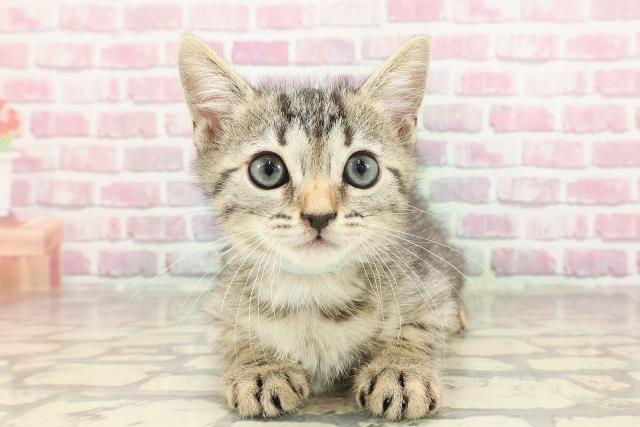 茨城県のジェネッタ (Coo&RIKU水戸店/2025年3月22日生まれ/男の子/ブラウンスポットタビー)の子猫