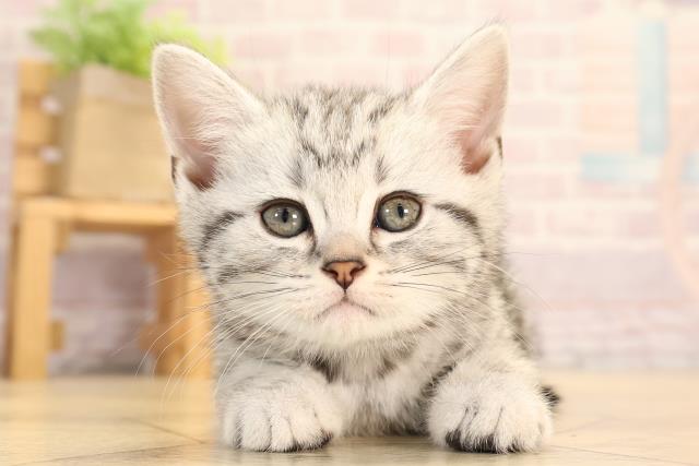 三重県のアメリカンショートヘアー (Coo&RIKU四日市店/2025年3月21日生まれ/女の子/シルバータビー)の子猫