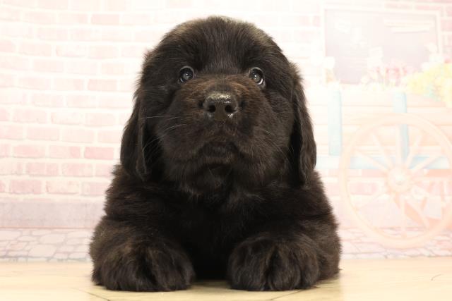 三重県のニューファンドランド (Coo&RIKU津高茶屋店/2025年3月22日生まれ/女の子/ブラック)の子犬