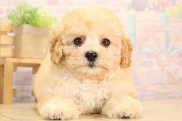 三重県のトイプードル(トイ) (Coo&RIKU津高茶屋店/2025年3月21日生まれ/女の子/クリーム)の子犬