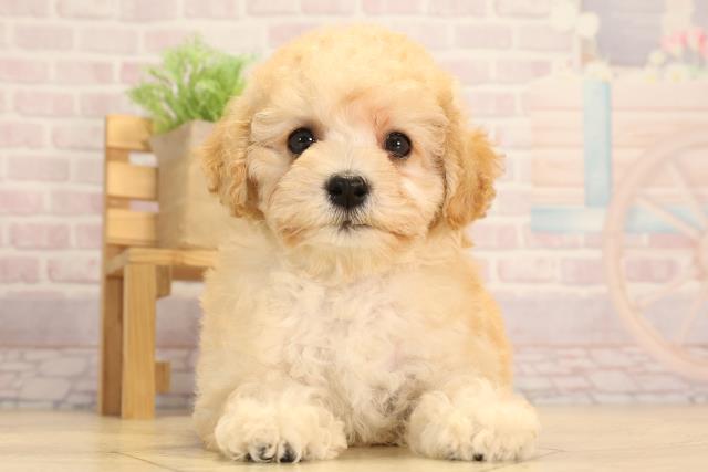 愛知県のトイプードル(トイ) (Coo&RIKU名古屋みなと店/2025年3月21日生まれ/女の子/クリーム)の子犬