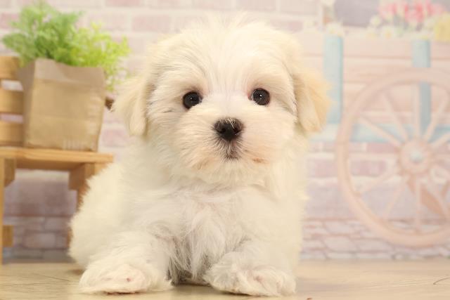愛知県のマルチーズ (Coo&RIKU瀬港線守山店/2025年3月23日生まれ/女の子/ホワイト)の子犬