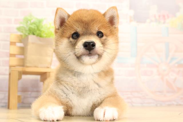 千葉県の豆柴 (Coo&RIKUアクロスモール新鎌ケ谷店/2025年3月22日生まれ/男の子/赤)の子犬