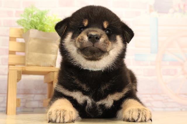 愛知県の柴犬(標準サイズ) (Coo&RIKU豊田店/2025年3月23日生まれ/男の子/黒)の子犬