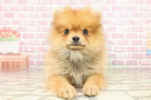 埼玉県のポメラニアン (Coo&RIKUアニマルケアセンター大宮/2025年3月18日生まれ/男の子/オレンジ)の子犬