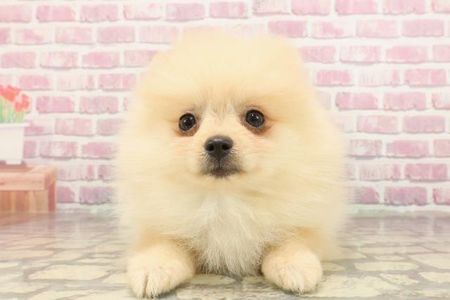 埼玉県のポメラニアン (Coo&RIKUアニマルケアセンター大宮/2025年3月18日生まれ/男の子/クリーム)の子犬