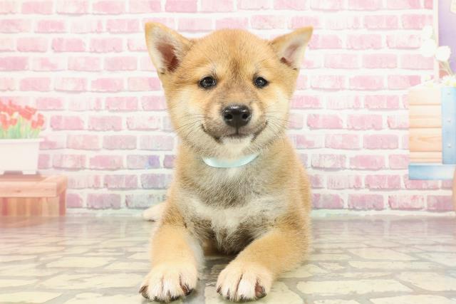東京都の柴犬(標準サイズ) (Coo&RIKU江戸川店/2025年3月19日生まれ/男の子/赤)の子犬