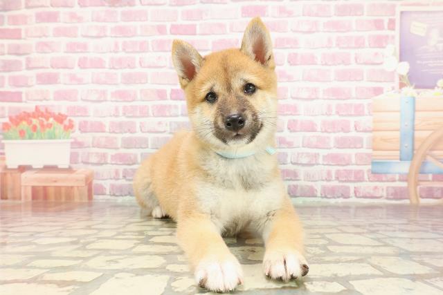 東京都の柴犬(標準サイズ) (Coo&RIKU立川店/2025年3月19日生まれ/男の子/赤)の子犬
