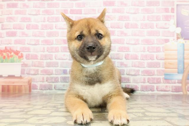 神奈川県の柴犬(標準サイズ) (Coo&RIKU相模原店/2025年3月19日生まれ/男の子/赤)の子犬