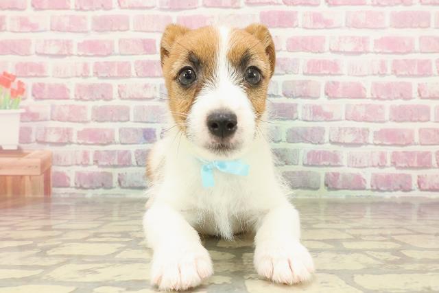 埼玉県のジャックラッセルテリア (Coo&RIKU川越店/2025年3月21日生まれ/男の子/ホワイトタン)の子犬