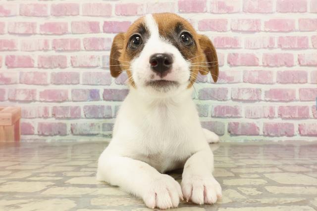 東京都のジャックラッセルテリア (Coo&RIKU立川店/2025年3月21日生まれ/女の子/ホワイトタン)の子犬