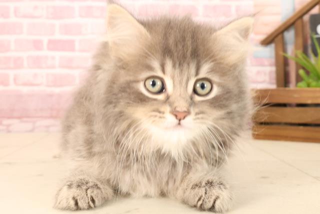 鹿児島県のサイベリアン (Coo&RIKU鹿屋店/2025年3月22日生まれ/男の子/ブルースモークタビー)の子猫