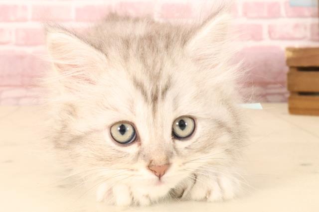 宮崎県のサイベリアン (Coo&RIKU宮崎店/2025年3月22日生まれ/男の子/シルバータビー)の子猫