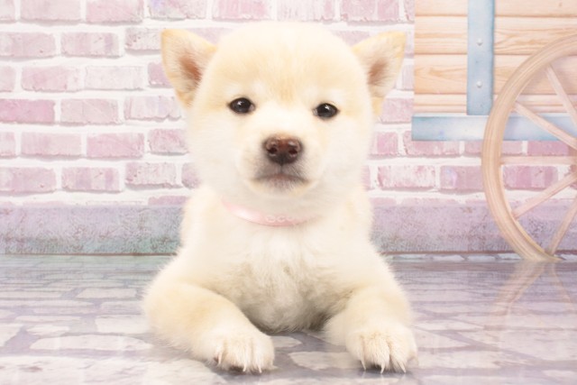 山形県の豆柴 (Coo&RIKU山形店/2025年3月23日生まれ/女の子/白)の子犬