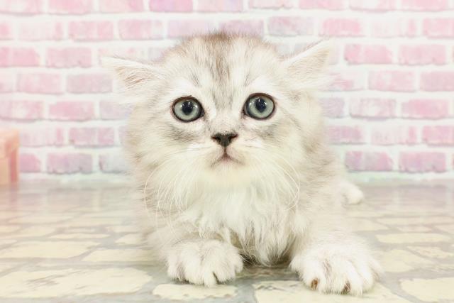ワンちゃん・ネコちゃん(子犬・子猫)検索結果 | ペットショップ