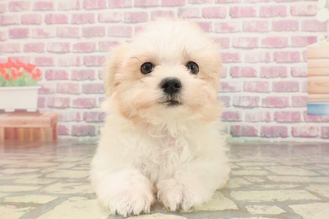 北海道のマルチーズ (Coo&RIKU札幌東店/2025年3月17日生まれ/女の子/ホワイト)の子犬