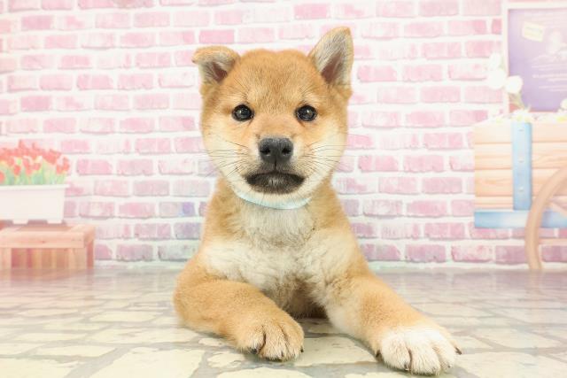 神奈川県の柴犬(標準サイズ) (Coo&RIKU相模原店/2025年3月20日生まれ/男の子/赤)の子犬