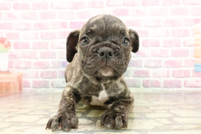 新潟県のフレンチブルドッグ (Coo&RIKU新潟西店/2025年3月24日生まれ/男の子/ブリンドル)の子犬