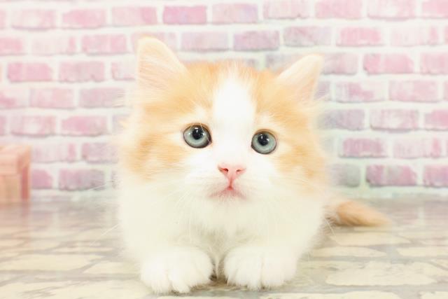 東京都のサイベリアン (Coo&RIKU阿佐ヶ谷店/2025年3月24日生まれ/男の子/レッドタビーホワイト)の子猫