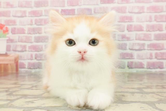 東京都のサイベリアン (Coo&RIKU下北沢店/2025年3月24日生まれ/男の子/レッドタビーホワイト)の子猫