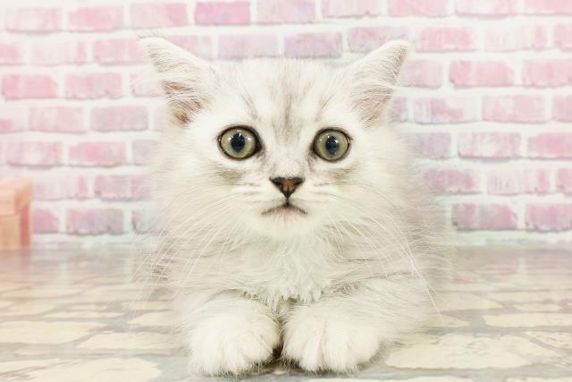 神奈川県のマンチカン (Coo&RIKU長津田店/2025年3月14日生まれ/男の子/シルバータビー)の子猫