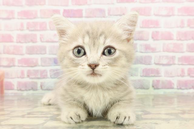 栃木県のミヌエット (Coo&RIKU宇都宮店/2025年3月12日生まれ/男の子/ブルータビー)の子猫