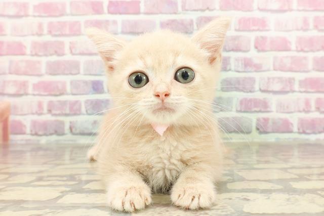 群馬県のマンチカン (Coo&RIKU伊勢崎店/2025年3月7日生まれ/女の子/クリームタビー)の子猫