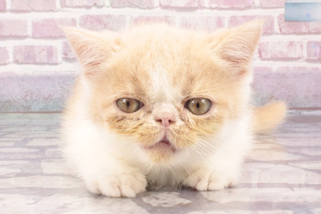 大阪府のエキゾチック (Coo&RIKU高槻店/2025年3月22日生まれ/男の子/クリームホワイト)の子猫
