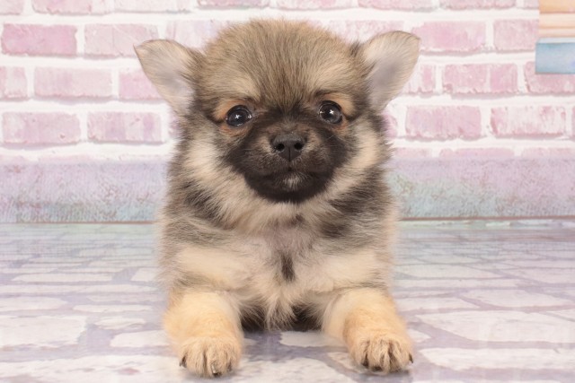 兵庫県のポメラニアン (Coo&RIKU伊丹店/2025年3月20日生まれ/男の子/ウルフセーブル)の子犬の1枚目の画像