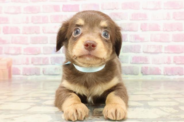 埼玉県のハーフ犬・ミックス犬 (Coo&RIKUアニマルケアセンター大宮/2025年3月23日生まれ/男の子/チョコレートタン)の子犬