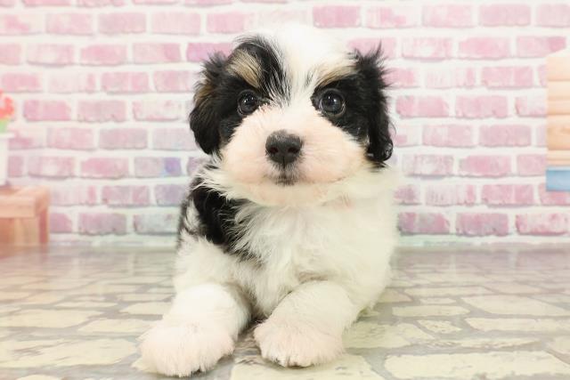 埼玉県のハーフ犬・ミックス犬 (Coo&RIKUアニマルケアセンター大宮/2025年3月24日生まれ/女の子/ホワイトブラックタン)の子犬