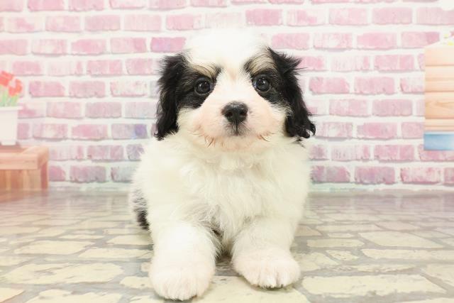 埼玉県のハーフ犬・ミックス犬 (Coo&RIKUアニマルケアセンター大宮/2025年3月24日生まれ/女の子/ホワイトブラックタン)の子犬