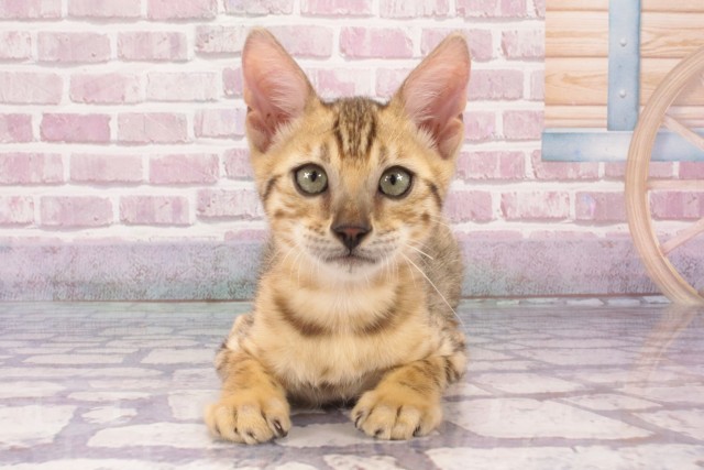 大阪府のベンガル (Coo&RIKU高槻店/2025年3月13日生まれ/男の子/ブラウンスポットタビー)の子猫