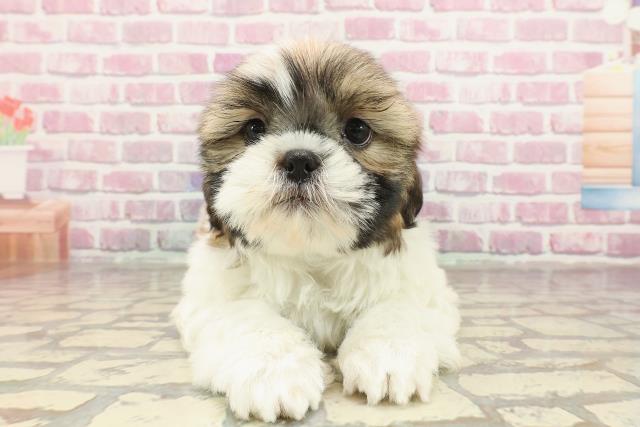神奈川県のシーズー (Coo&RIKU横浜旭店/2025年3月20日生まれ/男の子/ゴールドホワイト)の子犬