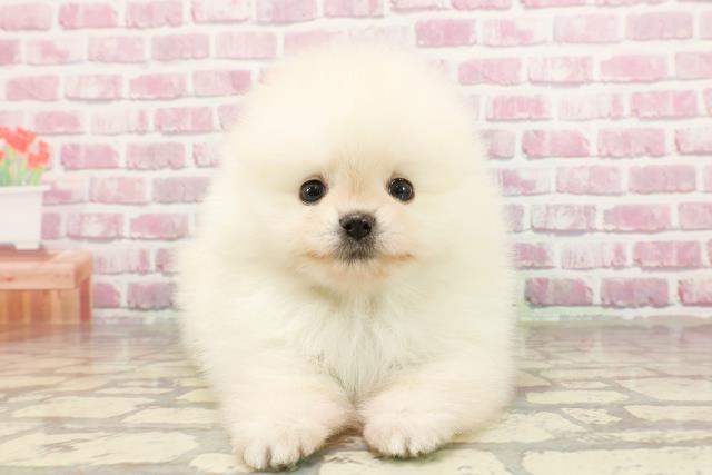 東京都のポメラニアン (Coo&RIKU中野サンモール店/2025年3月24日生まれ/男の子/クリーム)の子犬