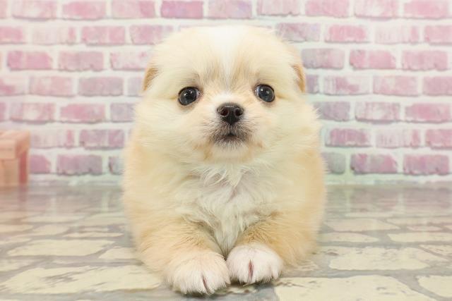 群馬県のチワワ(ロング) (Coo&RIKU藤岡店/2025年3月25日生まれ/男の子/クリームホワイト)の子犬