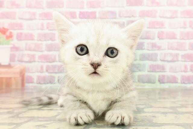 群馬県のマンチカン (Coo&RIKU伊勢崎店/2025年3月25日生まれ/男の子/シルバータビー)の子猫