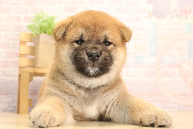 滋賀県の柴犬(標準サイズ) (Coo&RIKU東近江店/2025年3月25日生まれ/男の子/赤)の子犬