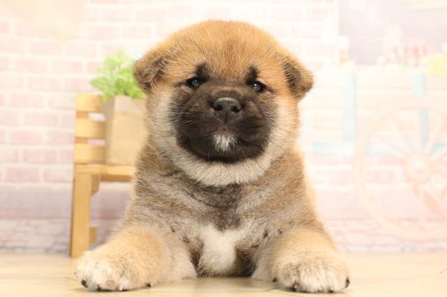 三重県の柴犬(標準サイズ) (Coo&RIKU津高茶屋店/2025年3月25日生まれ/男の子/赤)の子犬