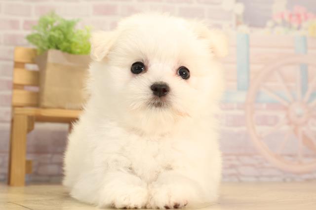 愛知県のハーフ犬・ミックス犬 (Coo&RIKU豊橋店/2025年3月25日生まれ/女の子/ホワイト)の子犬