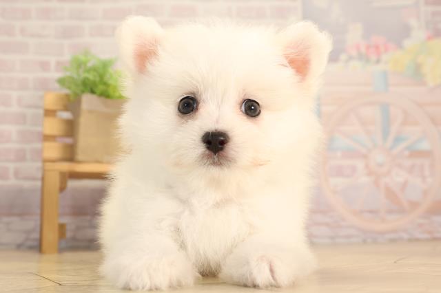 三重県のハーフ犬・ミックス犬 (Coo&RIKU津高茶屋店/2025年3月25日生まれ/男の子/ホワイト)の子犬