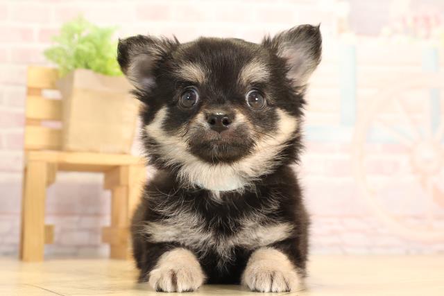 三重県のチワワ(ロング) (Coo&RIKU津高茶屋店/2025年3月25日生まれ/男の子/ブラックタン)の子犬