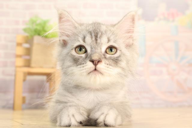 愛知県のラガマフィン (Coo&RIKU名古屋みなと店/2025年2月16日生まれ/男の子/ブルータビー)の子猫